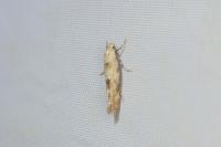 Mompha epilobiella