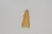 Helcystogramma rufescens