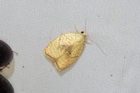Acleris forsskaleana