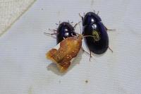 Acleris holmiana