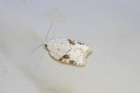 Acleris kochiella