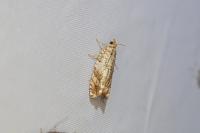 Epinotia abbreviana