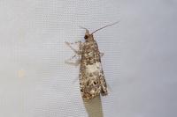 Notocelia trimaculana