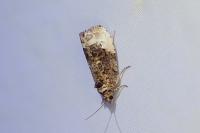Hedya nubiferana