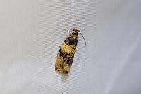 Celypha aurofasciana
