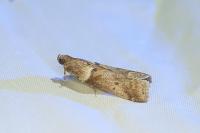 Acrobasis consociella