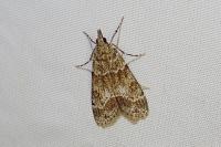 Eudonia mercurella