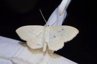 Scopula immutata