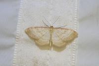 Idaea humiliata