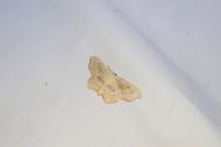 Idaea emarginata