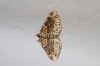 Xanthorhoe spadicearia