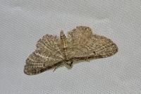 Eupithecia tenuiata