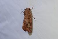 Cosmia pyralina