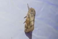 Cosmia affinis