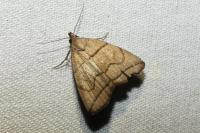Herminia grisealis