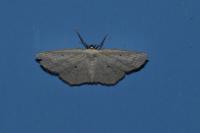 Scopula immutata