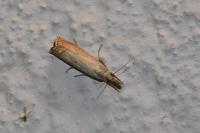 Chrysoteuchia culmella