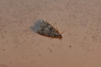 Eudonia