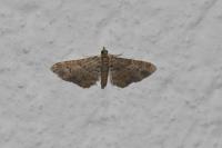 Gymnoscelis rufifasciata