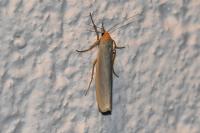 Eilema caniola