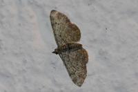 Pasiphila rectangulata