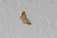 Idaea trigeminata