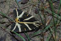 Euplagia quadripunctaria
