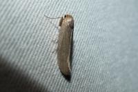 Achroia grisella
