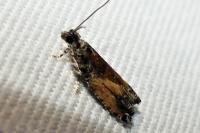 Epinotia nisella