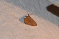 Paracolax tristalis