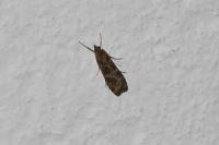 Nomophila noctuella