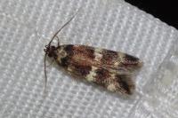 Oegoconia
