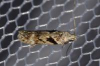Caryocolum blandellum