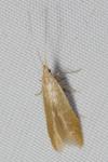 Coleophora