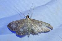 Anania lancealis