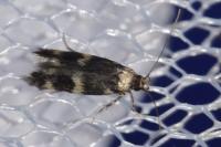 Oegoconia