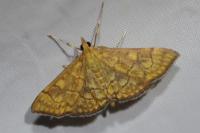 Anania verbascalis