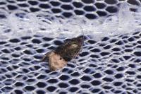 Metendothenia atropunctana