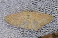 Cyclophora ruficiliaria