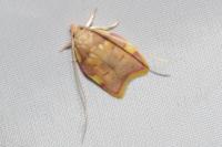 Carcina quercana