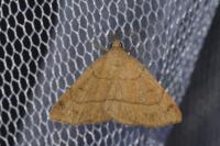 Paracolax tristalis