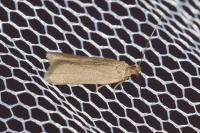 Acompsia cinerella