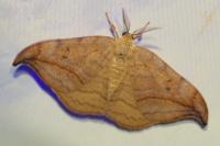 Drepana curvatula