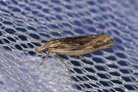 Ypsolopha scabrella