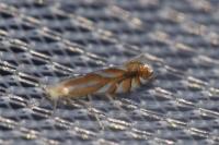 Phyllonorycter distentella
