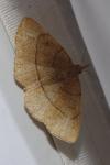 Paracolax tristalis
