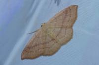Cyclophora linearia