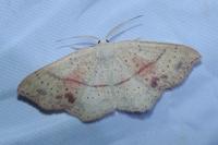 Cyclophora punctaria