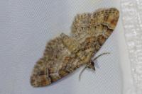 Gymnoscelis rufifasciata
