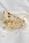 Macaria notata